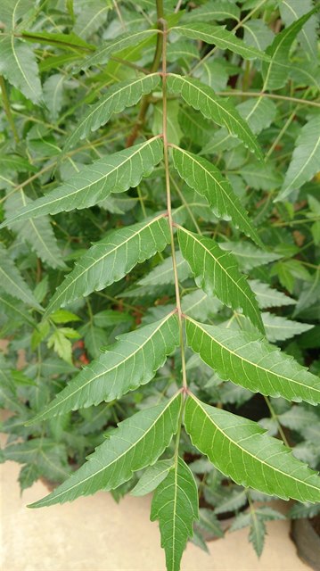 Rostlina zvaná neem. Latinsky zní její název Azadirachta indica, esky zederah...