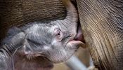 Slůně, které se 5. dubna narodilo v pražské zoologické zahradě, přibralo šest...
