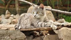 Toulavé kočky v Austrálii zabijí denně milión plazů, uvádí studie