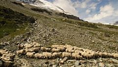 Ovce se pasou na vysokohorských pastvinách