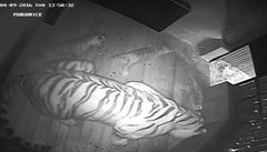 Kamerový záznam novorozených tygr bílých.