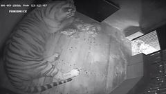 Kamerový záznam novorozených tygr bílých.