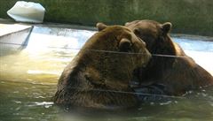 Koupající se medvdi.
