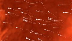 Jak zjistit počet spermií? V Británii si můžete koupit domácí test
