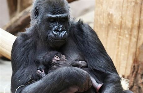Gorilí samice Shinda se svým mládtem