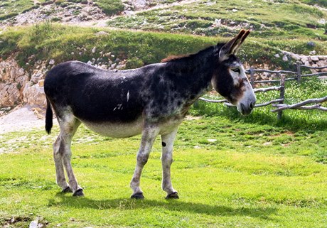 Mula (ilustrační foto)