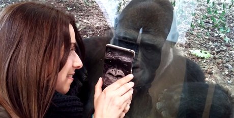 Moja si prohlíí na mobilu fotku nejnovjího mládte praských goril.