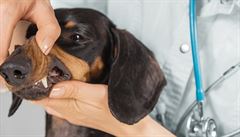 Diagnostika a preventivní péče pro starší psy a kočky. Jak na ni?