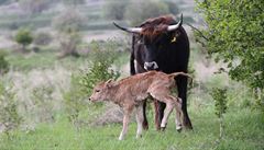 Jde o první stádo ve st�ední a východní Evrop�.