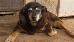 Zemřel nejstarší pes. Podle majitele se fenka Maggie z Austrálie dožila 30 let
