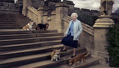 Albta II. ve Windsoru se svými tymi psy.
