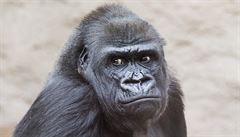 Prask zoo dnes oslav 45 let od nalezen gorily Kamby