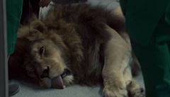 Lev nebyl pod celkovou narkózou.