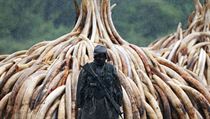 Sprvce parku v Keni stoj ped zabavenou slonovinou