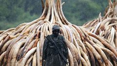 Správce parku v Keni stojí ped zabavenou slonovinou