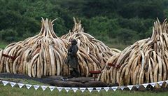 Keňský prezident varuje pytláky: zapálil největší množství zabavené slonoviny