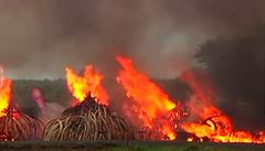 Boj proti pytláctví: Sto tun slonoviny z tisíců zvířat za miliardy hořelo v Keni