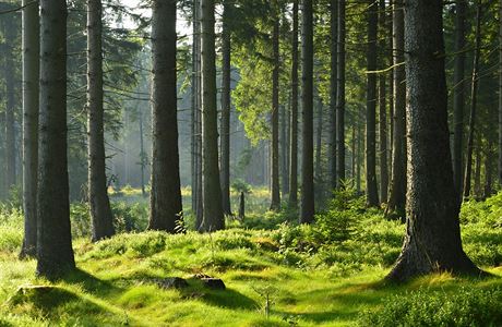 Japonští vědci a kouzlo aromaterapie. Vůně lesa harmonizuje mysl, snižuje  stres a pomáhá relaxovat | Lidé | Lidovky.cz