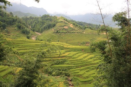 Rýová políka, Sapa, Vietnam