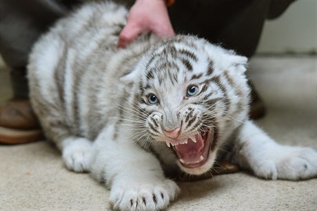 Dv mláata bílých tygr absolvovala v liberecké zoo povinné okování, váení a...