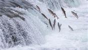 Migrace lososů patří každoročně mezi nejzajímavější události ve světě zvířat.