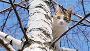 Kočka na stromě (ilustrační foto)