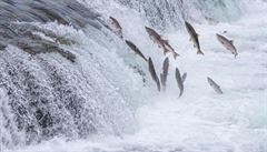 Migrace losos patí kadoron mezi nejzajímavjí události ve svt zvíat.