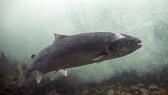 Na norských farmách uhynuly miliony lososů. Přemnožené řasy se lepí na žábry a ryby se udusí