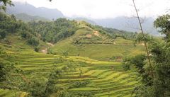 Rýová políka, Sapa, Vietnam