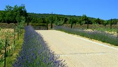 Mnoho cest v Provence lemují kee levandule