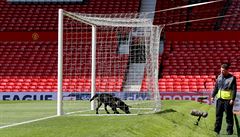 Policejní pes kontroluje stadion Old Trafford.