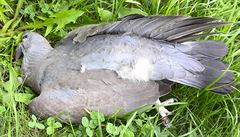 Prachové peí nazanuje, e holub zemel velmi mladý. Zlomený zobák ilustruje...