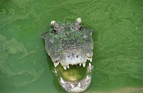 Krokodl - ilustran foto