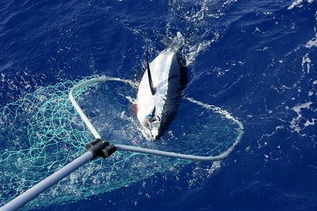 tuňák obecný (ilustrační foto)