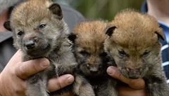 Zoo v Brn se rozrostla o devt mlat vlka arktickho