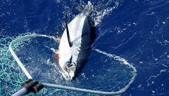 Tradiční lov tuňáka není hrozbou pro životní prostředí
