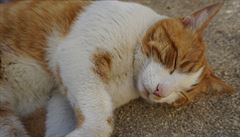 Domácí kočka si z návštěvníků dělala pramálo. Člověk by ji skoro podezíral, že... | na serveru Lidovky.cz | aktuální zprávy
