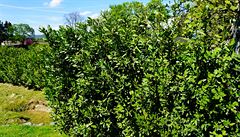 Vavínové kee, kam se podívá. To je ivý plot u místní bylinkové zahrady.