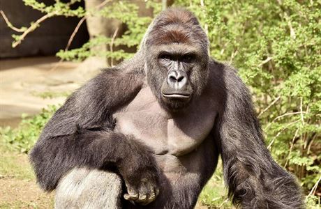 Harambe, a 17letá gorila v zoo v Cincinnati.