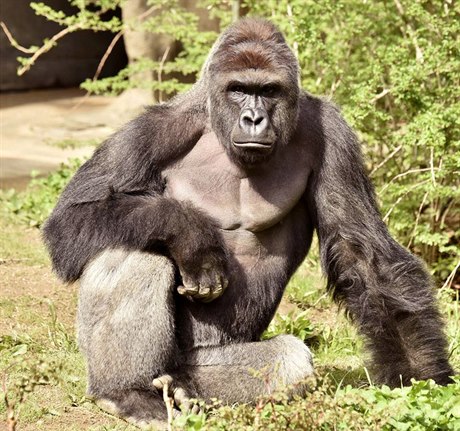 Harambe, a 17letá gorila v zoo v Cincinnati.