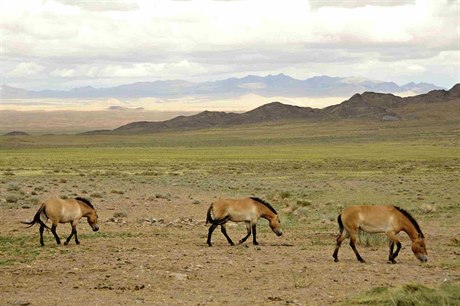 Ilustrační foto: Mongolští koně
