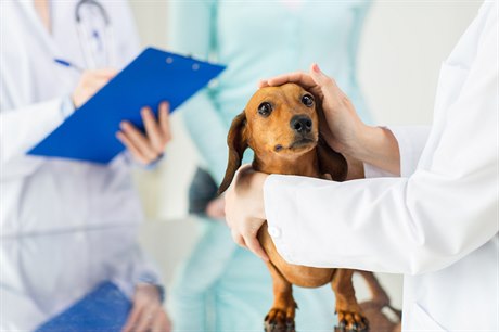 Pes u veterináře (ilustrační foto)