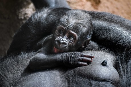 Mlád, které se koncem dubna narodilo v praské zoo gorile Shind, je sameek.