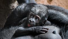 Narozen goril mld v prask zoo je samec. Kest probhne 19. ervna