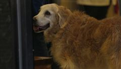 Záchranáský pes Bretagne se doil patnácti let.