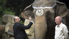 Slonice Gulab oslavila padesáté výročí příjezdu do Zoo Praha
