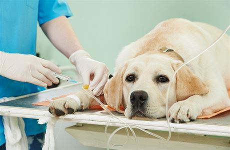 Pes u veterináe (ilustraní foto)
