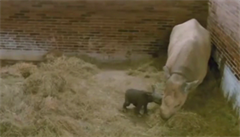 V Zoo Dvůr se narodilo mládě vzácného nosorožce dvourohého