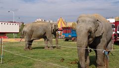 Jet v roce 2007 ml cirkus Berousek slony dva. Nyní má u jen jednoho,...