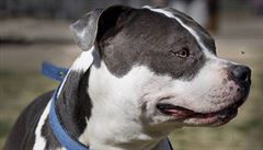 Montreal zakáže ve městě pitbully, majitelé psy musí sterilizovat